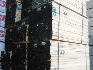 yellowpoplar_02